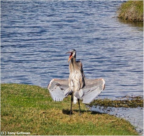 Missing Image: i_0047.jpg - Screaming GBH