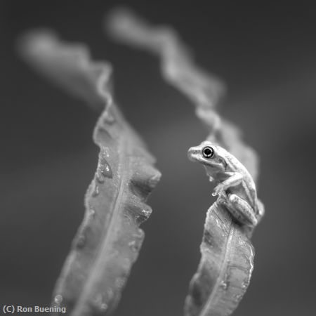 Missing Image: i_0048.jpg - Spotlit Tree Frog