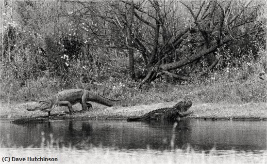 Missing Image: i_0052.jpg - Nassive Aligators Roam Myakka River-