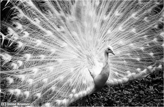 Missing Image: i_0053.jpg - Rare White Peacock in Full Display