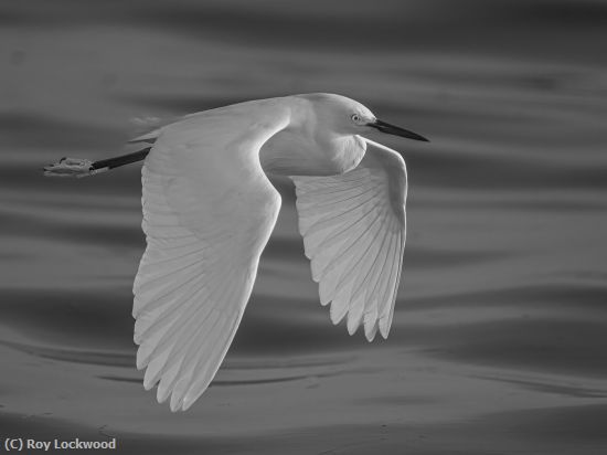 Missing Image: i_0054.jpg - Smooth Flying
