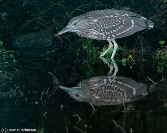 Missing Image: i_0004.jpg - Night Heron and Reflection