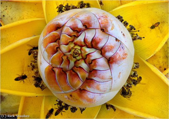 Missing Image: i_0006.jpg - Golden Lotus Banana