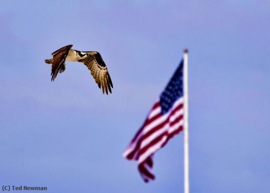 Missing Image: i_0007.jpg - patriotic osprey