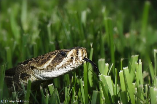 Missing Image: i_0017.jpg - Rattler in my grass