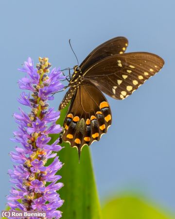 Missing Image: i_0021.jpg - Warm Summer Tones