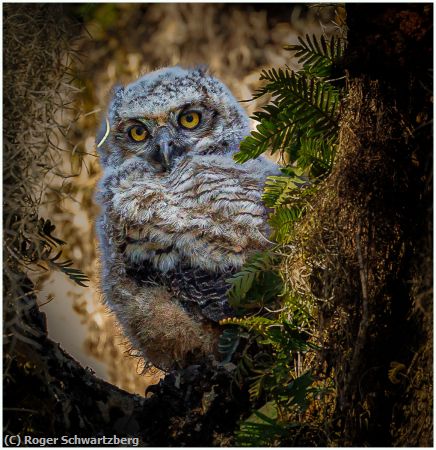 Missing Image: i_0026.jpg - Picture Perfect Owl