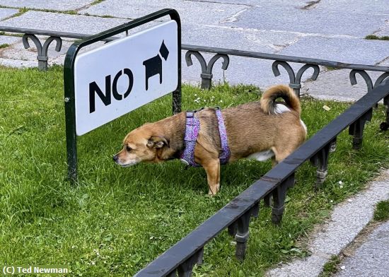 Missing Image: i_0042.jpg - can dogs read