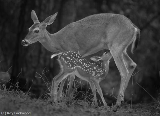 Missing Image: i_0049.jpg - Hungry