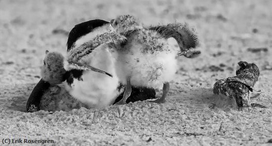 Missing Image: i_0064.jpg - Wake-up-Mom-Skimmer-chick