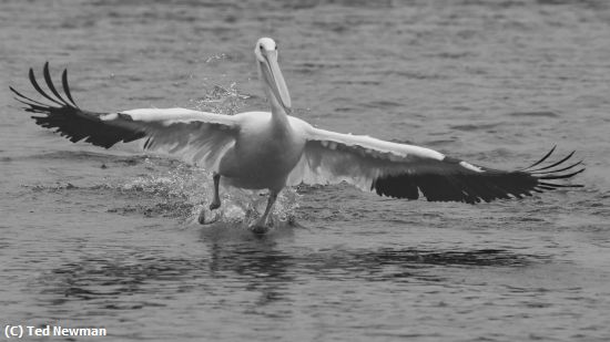 Missing Image: i_0066.jpg - perfect landing