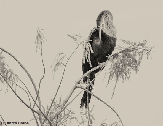 Missing Image: i_0067.jpg - anhinga