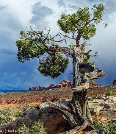 Missing Image: i_0004.jpg - Weathered Pine