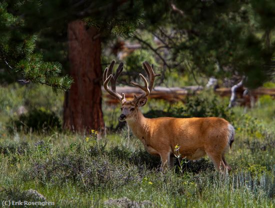 Missing Image: i_0005.jpg - Chewing-his-cud-Mule-Deer-Buck