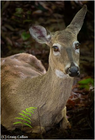 Missing Image: i_0009.jpg - Chesnut Deer