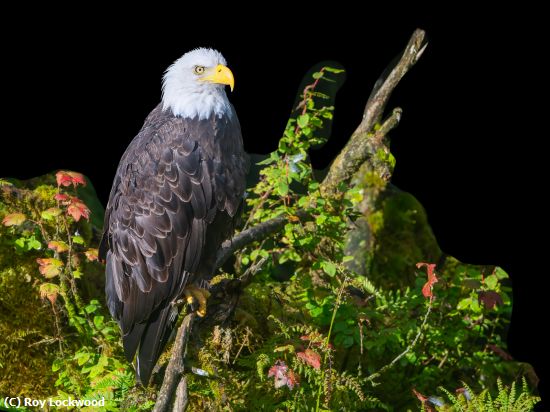 Missing Image: i_0011.jpg - Eagle Portrait