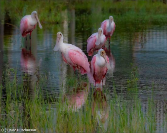 Missing Image: i_0013.jpg - A bevy of spoonbills