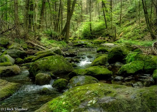 Missing Image: i_0015.jpg - Deep Forest