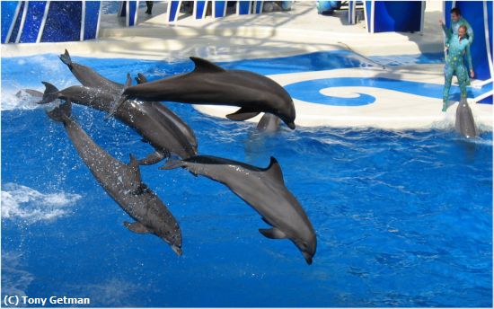 Missing Image: i_0016.jpg - Training Dolphins