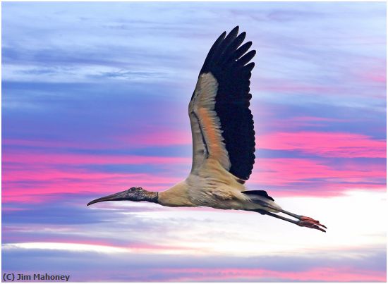 Missing Image: i_0017.jpg - Wood Stork in a Colorful Sky