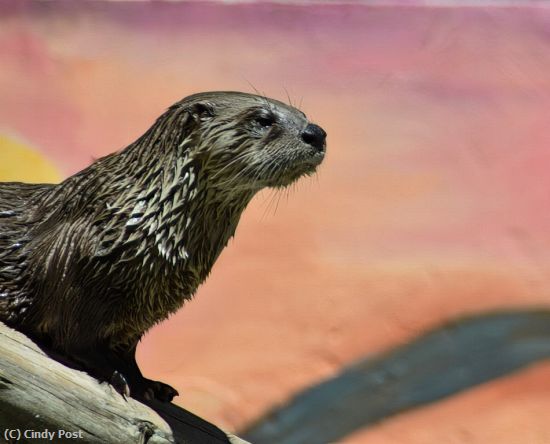 Missing Image: i_0019.jpg - Otter
