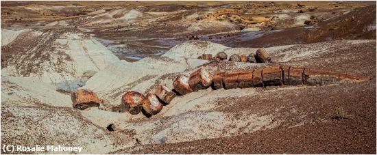 Missing Image: i_0021.jpg - The Petrified Forest