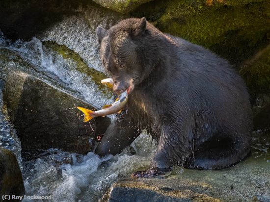 Missing Image: i_0024.jpg - Black Bear Dinner