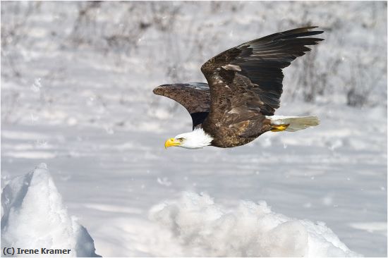Missing Image: i_0026.jpg - Winter Flight - Bald Eagle
