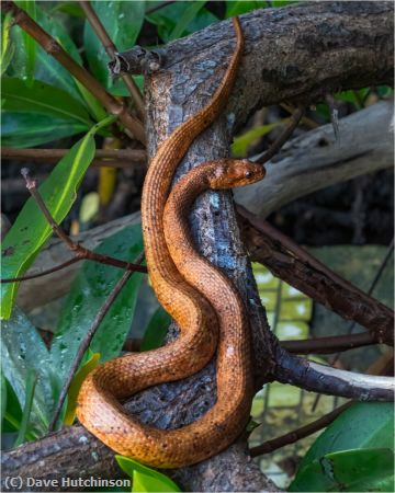 Missing Image: i_0027.jpg - Corn Snake
