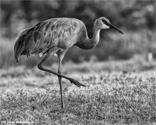 Missing Image: i_0057.jpg - Sandhill Crane in Monochrome
