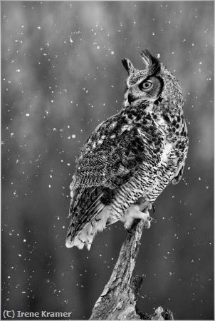 Missing Image: i_0058.jpg - Vantage Point - Great Horned Owl