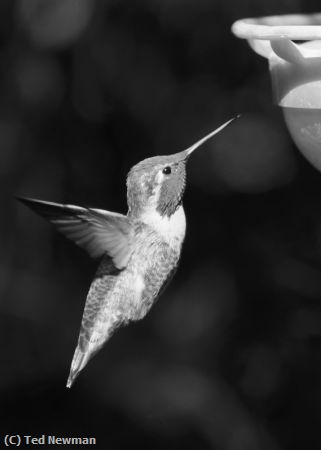 Missing Image: i_0059.jpg - humming around