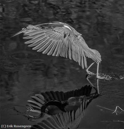 Missing Image: i_0061.jpg - Taking-off-Tri-Colored-Heron