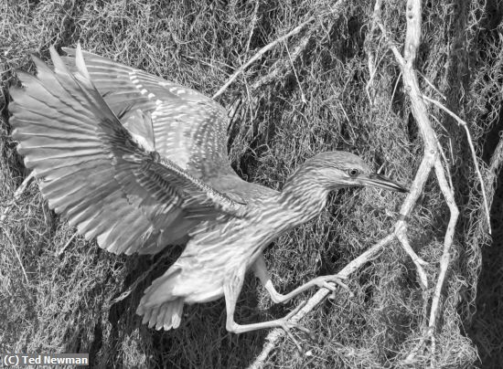 Missing Image: i_0074.jpg - branch landing