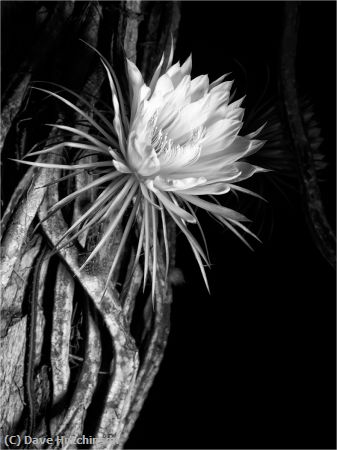 Missing Image: i_0078.jpg - Nightblooming Cereus
