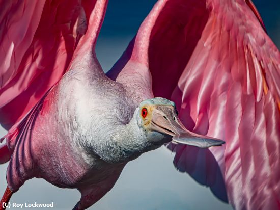 Missing Image: i_0010.jpg - In your face