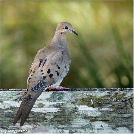 Missing Image: i_0014.jpg - Mourning Dove Portrait