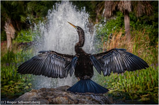Missing Image: i_0020.jpg - Proud of His Wings
