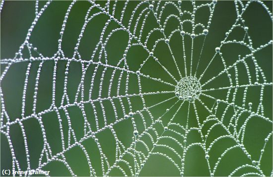 Missing Image: i_0048.jpg - The Spider's Pearls
