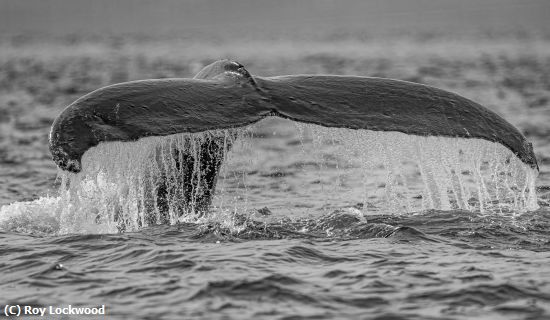 Missing Image: i_0063.jpg - Whale Tail