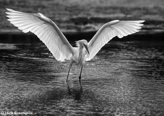 Missing Image: i_0069.jpg - On-a-rampage-Reddish-Egret-Morph