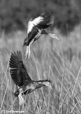 Missing Image: i_0081.jpg - landing together