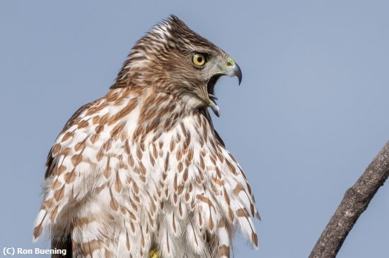 Missing Image: i_0001.jpg - War Cry of the Cooper's Hawk