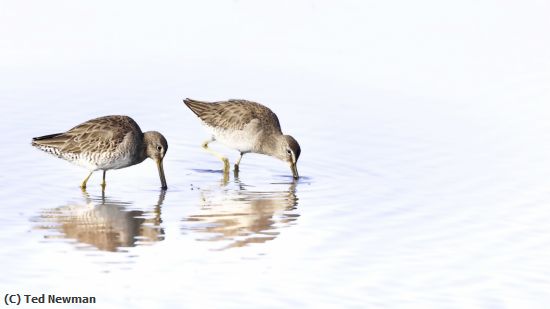 Missing Image: i_0007.jpg - Merritt-Island-Foraging