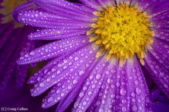 Missing Image: i_0010.jpg - 3 DewFlower