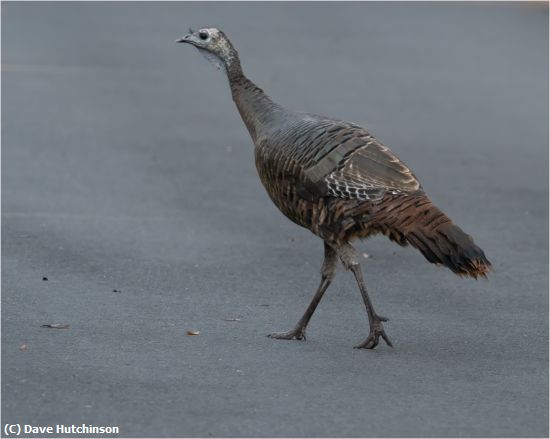 Missing Image: i_0025.jpg - Turkey Hen