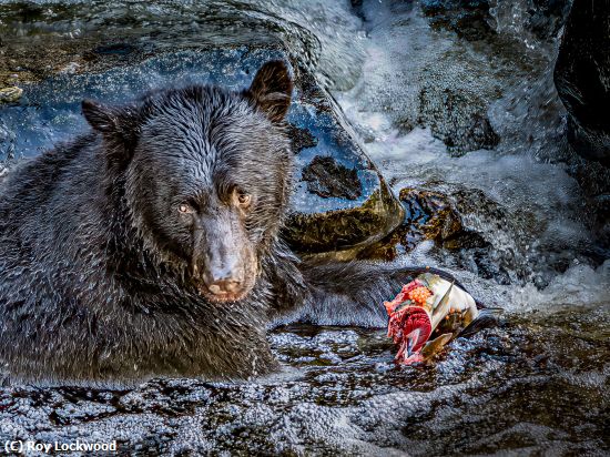 Missing Image: i_0026.jpg - Looking out for Thieves