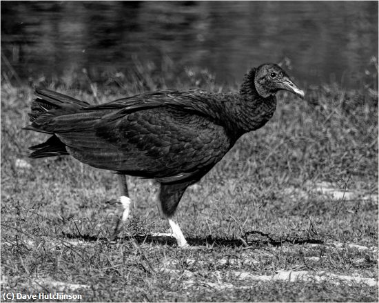 Missing Image: i_0044.jpg - One good looking Black Vulture