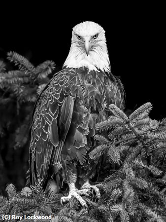 Missing Image: i_0053.jpg - I Rule Here