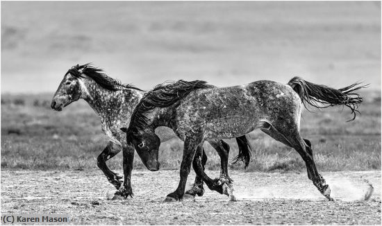 Missing Image: i_0055.jpg - TheChase